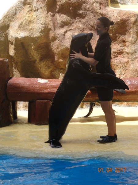 Sea Lions