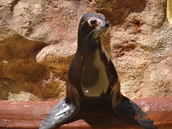Sea Lions
