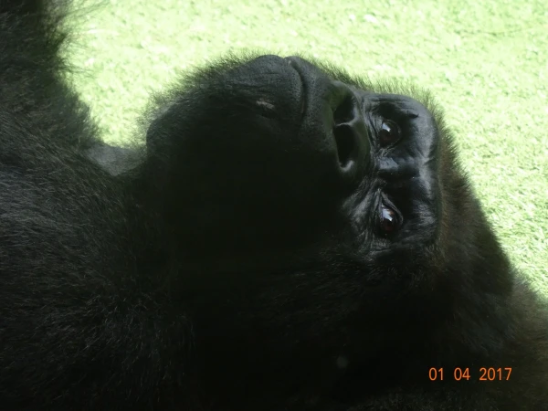 Loro Parque