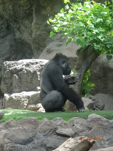 Loro Parque
