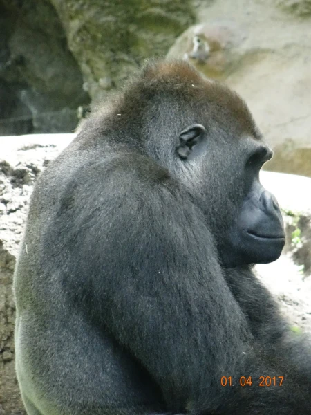 Loro Parque