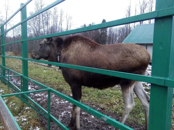лосиха Лимура