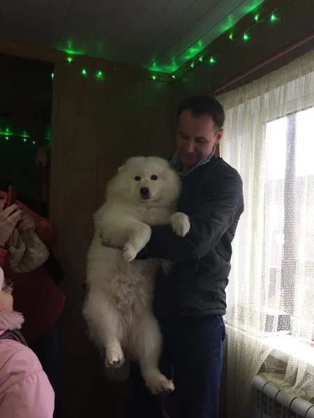 В гостях у хаски