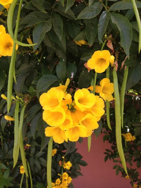 Флора Ounagha