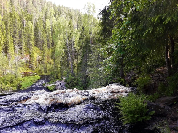 бурная река Кулисмайоки