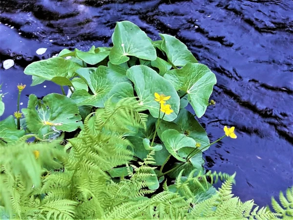 Флора реки