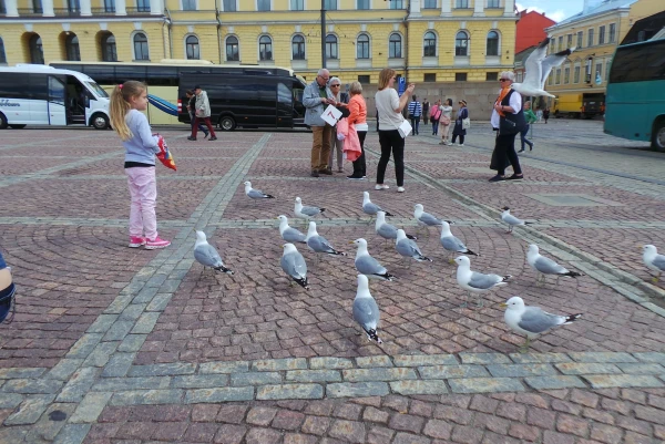 наглые чайки