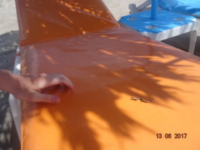 Agios Stefanos Beach: на шезлонгах - не только туристы... 