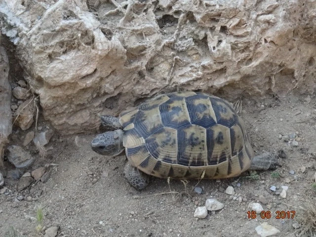 Palio Pyli