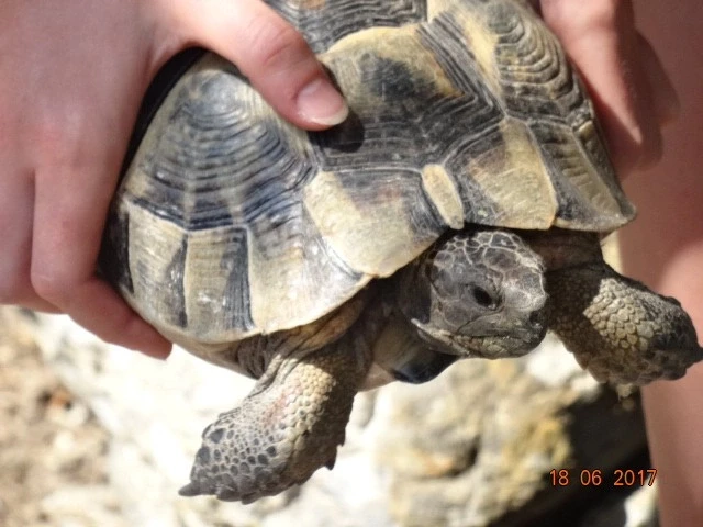 Palio Pyli