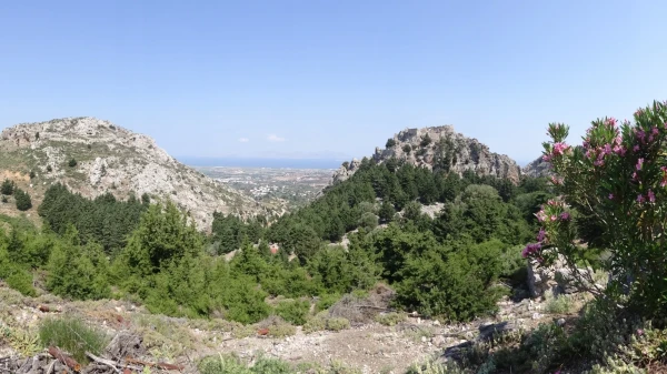 Palio Pyli