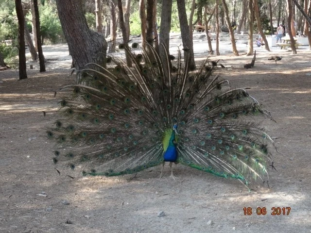 Plaka Forest