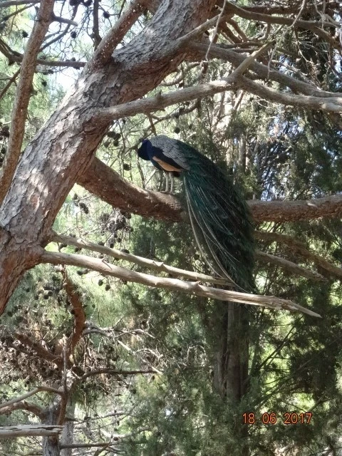 Plaka Forest