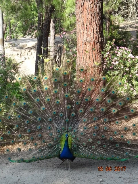 Plaka Forest