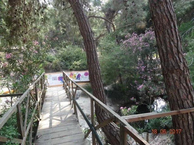 Plaka Forest