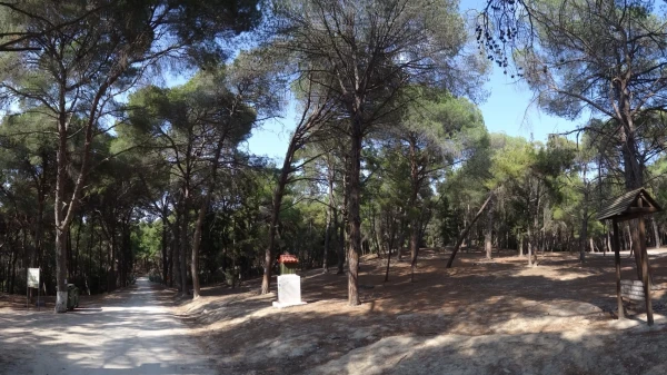 Plaka Forest