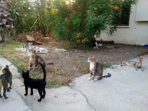 любимые котики)