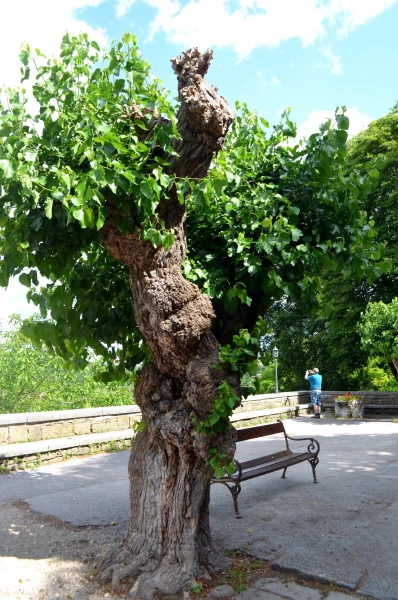 На улочках г. Грожнян. 