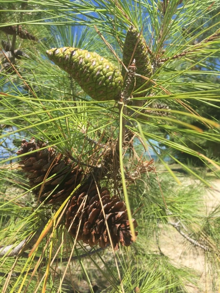 и весь берег зарос соснами