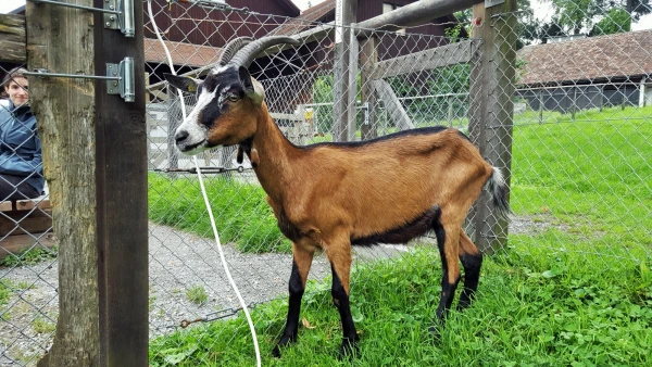 Живность на ферме