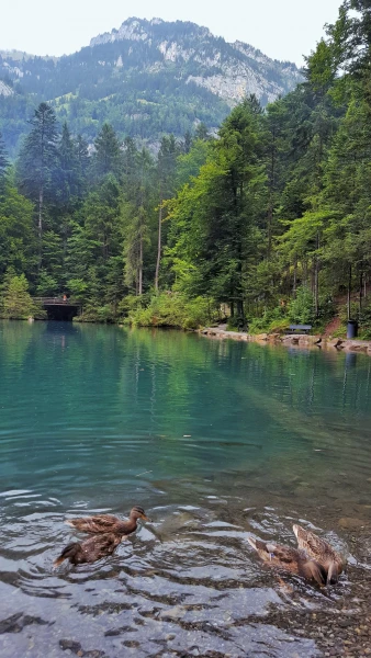 Blausee (Голубое озеро)