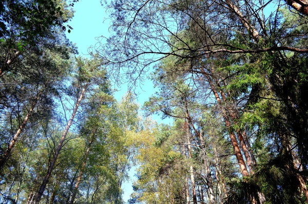 Углубляемся в лес по Тропе сказок
