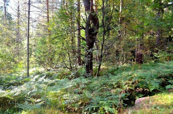 Углубляемся в лес по Тропе сказок