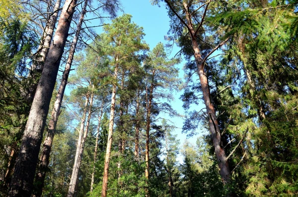 Углубляемся в лес по Тропе сказок