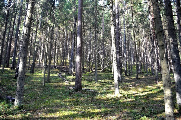 Ровненький ельник в глубине леса