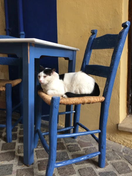 кошки - везде