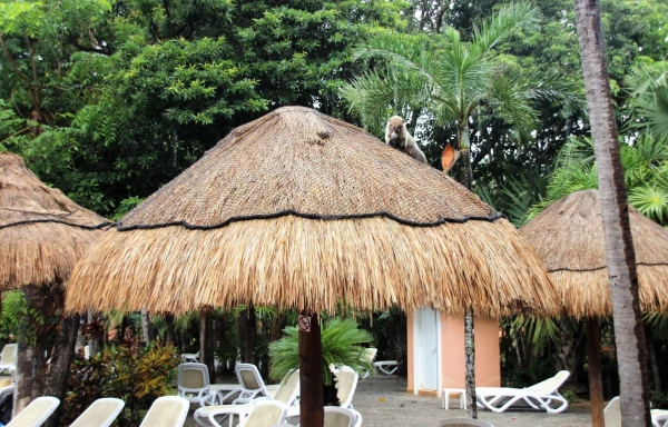 Носухи отеля ClubHotel Riu Tequila 5*.