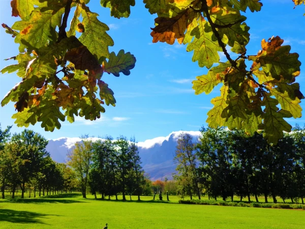 Старинная винная ферма Stellenbosch