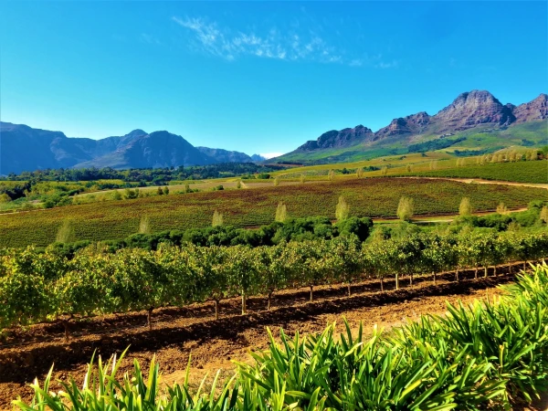 Старинная винная ферма Stellenbosch