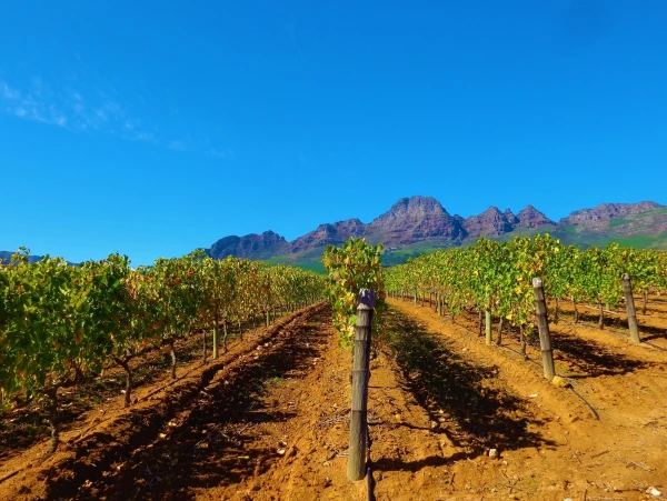 Старинная винная ферма Stellenbosch
