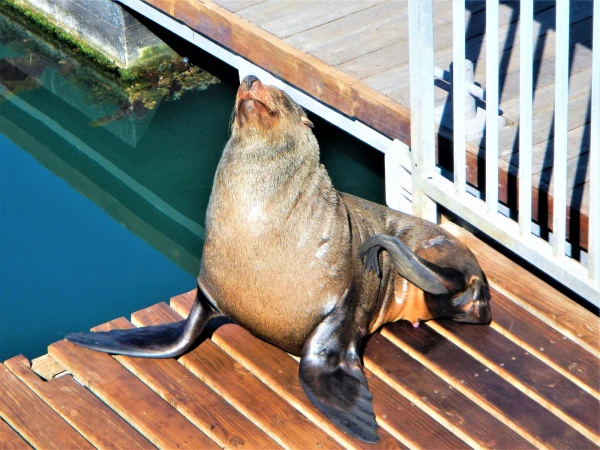 Котики на Waterfront