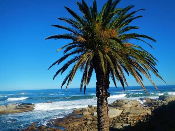 Наш район Camps Bay
