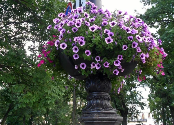 Цветы всегда радуют