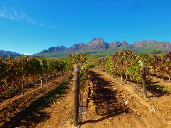 Stellenbosch