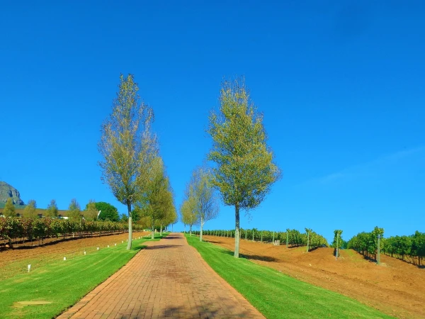 Stellenbosch