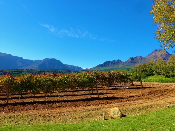 Stellenbosch