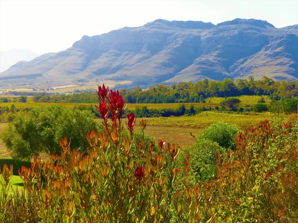 Stellenbosch . Винное хозяйство Ernie Else