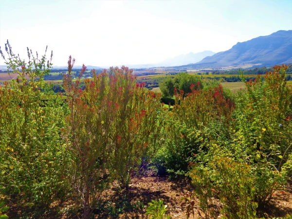 Stellenbosch . Винное хозяйство Ernie Else