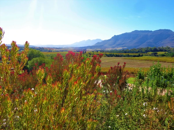 Stellenbosch . Винное хозяйство Ernie Else