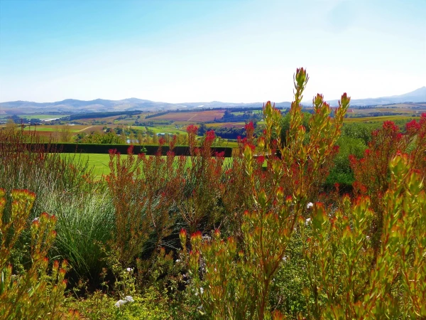 Stellenbosch . Винное хозяйство Ernie Else