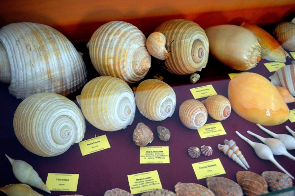 В Музее Мандралиска (Museo Mandralisca)