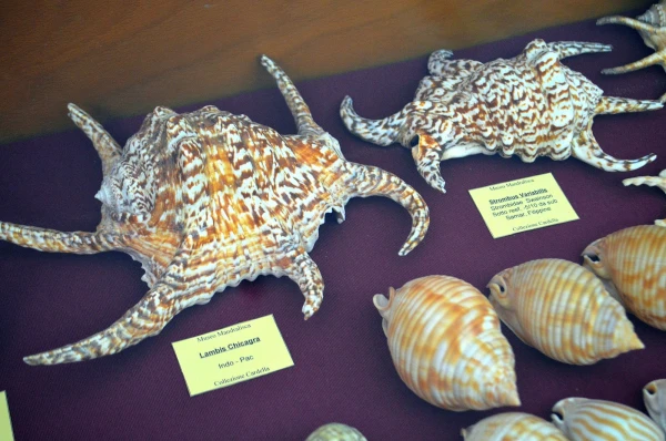 В Музее Мандралиска (Museo Mandralisca)