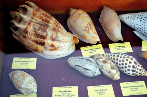 В Музее Мандралиска (Museo Mandralisca)