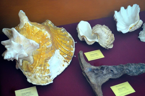 В Музее Мандралиска (Museo Mandralisca)