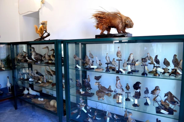 В Музее Мандралиска (Museo Mandralisca)
