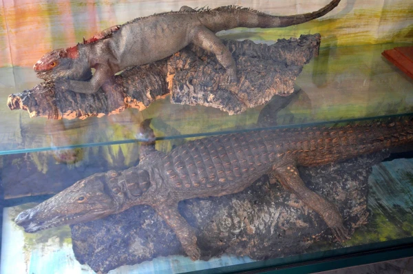 В Музее Мандралиска (Museo Mandralisca)
